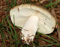 Mushrooms - Russula sp., Section Ingratae *Section Ingratae is a guess. At the very least, I think they are Russulaceae and likely Russula sp.<br />
<br />
Habitat: There were at least a dozen of these mushrooms growing under pine and eastern hemlock trees in a meadow<br />
https://www.jungledragon.com/image/142337/mushrooms_-_russula_sp._section_ingratae.html<br />
https://www.jungledragon.com/image/142336/mushrooms_-_russula_sp._section_ingratae.html<br />
https://www.jungledragon.com/image/142335/mushrooms_-_russula_sp._section_ingratae.html<br />
https://www.jungledragon.com/image/142334/mushrooms_-_russula_sp._section_ingratae.html Geotagged,Summer,United States