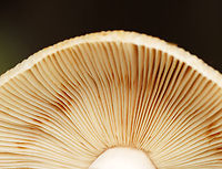 Mushrooms - Russula sp., Section Ingratae *Section Ingratae is a guess. At the very least, I think they are Russulaceae and likely Russula sp.<br />
<br />
Habitat: There were at least a dozen of these mushrooms growing under pine and eastern hemlock trees in a meadow<br />
https://www.jungledragon.com/image/142337/mushrooms_-_russula_sp._section_ingratae.html<br />
https://www.jungledragon.com/image/142336/mushrooms_-_russula_sp._section_ingratae.html<br />
https://www.jungledragon.com/image/142335/mushrooms_-_russula_sp._section_ingratae.html<br />
https://www.jungledragon.com/image/142334/mushrooms_-_russula_sp._section_ingratae.html Geotagged,Summer,United States