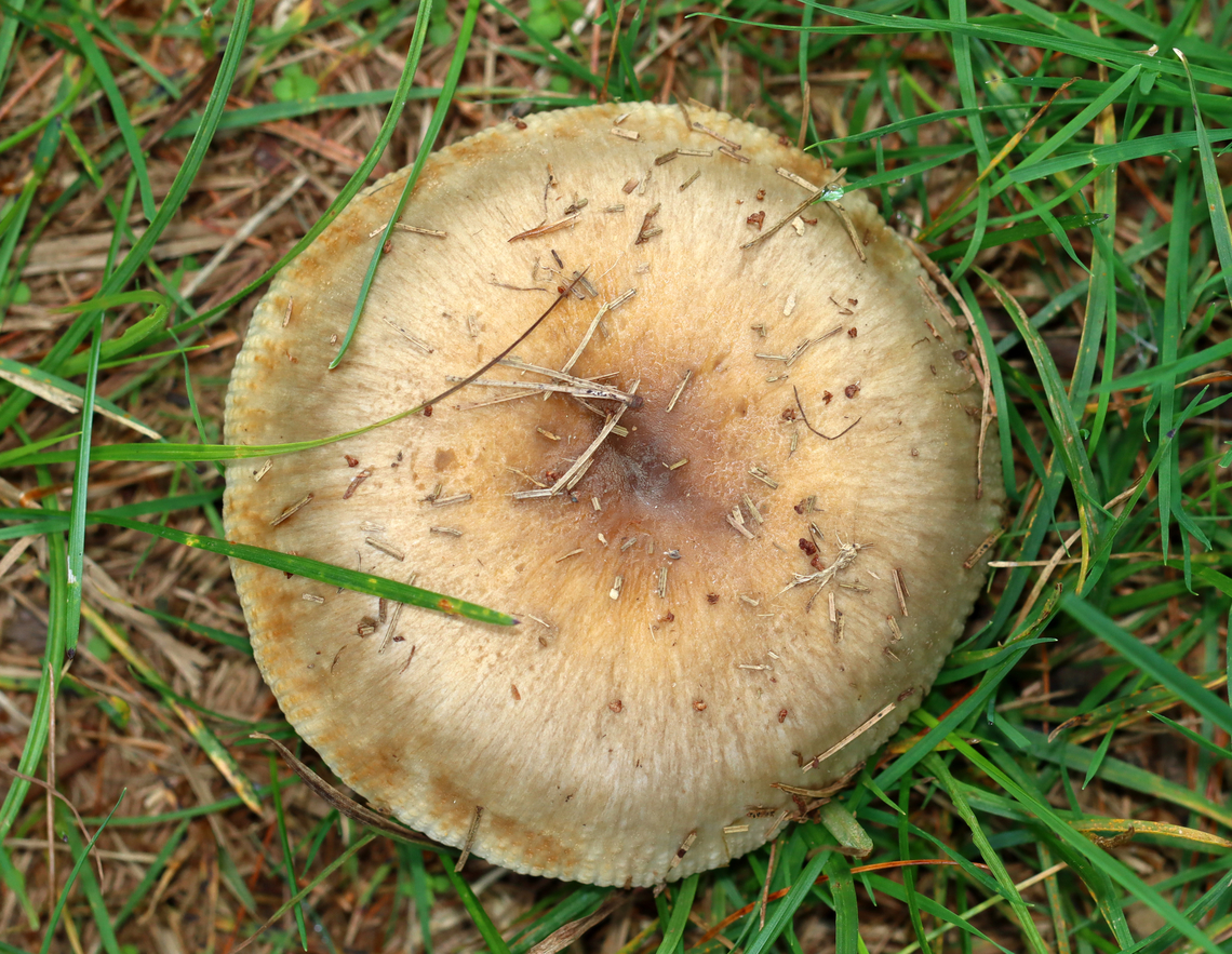 Mushrooms - Russula sp., Section Ingratae *Section Ingratae is a guess. At the very least, I think they are Russulaceae and likely Russula sp.<br />
<br />
Habitat: There were at least a dozen of these mushrooms growing under pine and eastern hemlock trees in a meadow<br />
<figure class="photo"><a href="https://www.jungledragon.com/image/142337/mushrooms_-_russula_sp._section_ingratae.html" title="Mushrooms - Russula sp., Section Ingratae"><img src="https://s3.amazonaws.com/media.jungledragon.com/images/3232/142337_thumb.jpg?AWSAccessKeyId=05GMT0V3GWVNE7GGM1R2&Expires=1759968010&Signature=4VKRdnI%2FYrqNKCtJMXxu2PzTCrk%3D" width="200" height="120" alt="Mushrooms - Russula sp., Section Ingratae *Section Ingratae is a guess. At the very least, I think they are Russulaceae and likely Russula sp.<br />
<br />
Habitat: There were at least a dozen of these mushrooms growing under pine and eastern hemlock trees in a meadow.<br />
<br />
https://www.jungledragon.com/image/142337/mushrooms_-_russula_sp._section_ingratae.html<br />
https://www.jungledragon.com/image/142336/mushrooms_-_russula_sp._section_ingratae.html<br />
https://www.jungledragon.com/image/142335/mushrooms_-_russula_sp._section_ingratae.html<br />
https://www.jungledragon.com/image/142334/mushrooms_-_russula_sp._section_ingratae.html Geotagged,Section Ingratae,Summer,United States,foetid russula,fungus,mushroom,russula" /></a></figure><br />
<figure class="photo"><a href="https://www.jungledragon.com/image/142336/mushrooms_-_russula_sp._section_ingratae.html" title="Mushrooms - Russula sp., Section Ingratae"><img src="https://s3.amazonaws.com/media.jungledragon.com/images/3232/142336_thumb.jpg?AWSAccessKeyId=05GMT0V3GWVNE7GGM1R2&Expires=1759968010&Signature=5v4pxoqAv04dSp7YMg7G0NjPXQg%3D" width="200" height="156" alt="Mushrooms - Russula sp., Section Ingratae *Section Ingratae is a guess. At the very least, I think they are Russulaceae and likely Russula sp.<br />
<br />
Habitat: There were at least a dozen of these mushrooms growing under pine and eastern hemlock trees in a meadow<br />
https://www.jungledragon.com/image/142337/mushrooms_-_russula_sp._section_ingratae.html<br />
https://www.jungledragon.com/image/142336/mushrooms_-_russula_sp._section_ingratae.html<br />
https://www.jungledragon.com/image/142335/mushrooms_-_russula_sp._section_ingratae.html<br />
https://www.jungledragon.com/image/142334/mushrooms_-_russula_sp._section_ingratae.html Geotagged,Summer,United States" /></a></figure><br />
<figure class="photo"><a href="https://www.jungledragon.com/image/142335/mushrooms_-_russula_sp._section_ingratae.html" title="Mushrooms - Russula sp., Section Ingratae"><img src="https://s3.amazonaws.com/media.jungledragon.com/images/3232/142335_thumb.jpg?AWSAccessKeyId=05GMT0V3GWVNE7GGM1R2&Expires=1759968010&Signature=dAn9ok8PkikW3hUwKbNrkBtb6GY%3D" width="200" height="154" alt="Mushrooms - Russula sp., Section Ingratae *Section Ingratae is a guess. At the very least, I think they are Russulaceae and likely Russula sp.<br />
<br />
Habitat: There were at least a dozen of these mushrooms growing under pine and eastern hemlock trees in a meadow<br />
https://www.jungledragon.com/image/142337/mushrooms_-_russula_sp._section_ingratae.html<br />
https://www.jungledragon.com/image/142336/mushrooms_-_russula_sp._section_ingratae.html<br />
https://www.jungledragon.com/image/142335/mushrooms_-_russula_sp._section_ingratae.html<br />
https://www.jungledragon.com/image/142334/mushrooms_-_russula_sp._section_ingratae.html Geotagged,Summer,United States" /></a></figure><br />
<figure class="photo"><a href="https://www.jungledragon.com/image/142334/mushrooms_-_russula_sp._section_ingratae.html" title="Mushrooms - Russula sp., Section Ingratae"><img src="https://s3.amazonaws.com/media.jungledragon.com/images/3232/142334_thumb.jpg?AWSAccessKeyId=05GMT0V3GWVNE7GGM1R2&Expires=1759968010&Signature=0bDoMMQxPMFwA1CXi9anZmjHa14%3D" width="200" height="158" alt="Mushrooms - Russula sp., Section Ingratae *Section Ingratae is a guess. At the very least, I think they are Russulaceae and likely Russula sp.<br />
<br />
Habitat: There were at least a dozen of these mushrooms growing under pine and eastern hemlock trees in a meadow<br />
https://www.jungledragon.com/image/142337/mushrooms_-_russula_sp._section_ingratae.html<br />
https://www.jungledragon.com/image/142336/mushrooms_-_russula_sp._section_ingratae.html<br />
https://www.jungledragon.com/image/142335/mushrooms_-_russula_sp._section_ingratae.html<br />
https://www.jungledragon.com/image/142334/mushrooms_-_russula_sp._section_ingratae.html Geotagged,Summer,United States" /></a></figure> Geotagged,Summer,United States