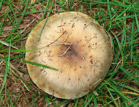 Mushrooms - Russula sp., Section Ingratae *Section Ingratae is a guess. At the very least, I think they are Russulaceae and likely Russula sp.<br />
<br />
Habitat: There were at least a dozen of these mushrooms growing under pine and eastern hemlock trees in a meadow<br />
https://www.jungledragon.com/image/142337/mushrooms_-_russula_sp._section_ingratae.html<br />
https://www.jungledragon.com/image/142336/mushrooms_-_russula_sp._section_ingratae.html<br />
https://www.jungledragon.com/image/142335/mushrooms_-_russula_sp._section_ingratae.html<br />
https://www.jungledragon.com/image/142334/mushrooms_-_russula_sp._section_ingratae.html Geotagged,Summer,United States