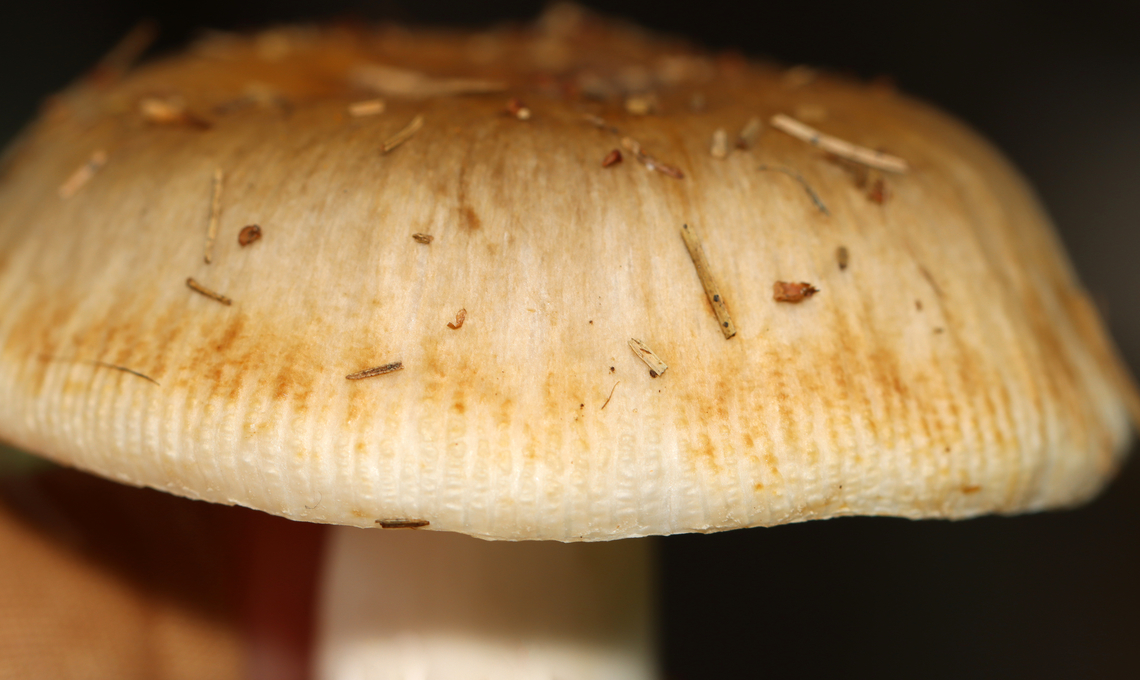 Mushrooms - Russula sp., Section Ingratae *Section Ingratae is a guess. At the very least, I think they are Russulaceae and likely Russula sp.<br />
<br />
Habitat: There were at least a dozen of these mushrooms growing under pine and eastern hemlock trees in a meadow.<br />
<br />
<figure class="photo"><a href="https://www.jungledragon.com/image/142337/mushrooms_-_russula_sp._section_ingratae.html" title="Mushrooms - Russula sp., Section Ingratae"><img src="https://s3.amazonaws.com/media.jungledragon.com/images/3232/142337_thumb.jpg?AWSAccessKeyId=05GMT0V3GWVNE7GGM1R2&Expires=1759968010&Signature=4VKRdnI%2FYrqNKCtJMXxu2PzTCrk%3D" width="200" height="120" alt="Mushrooms - Russula sp., Section Ingratae *Section Ingratae is a guess. At the very least, I think they are Russulaceae and likely Russula sp.<br />
<br />
Habitat: There were at least a dozen of these mushrooms growing under pine and eastern hemlock trees in a meadow.<br />
<br />
https://www.jungledragon.com/image/142337/mushrooms_-_russula_sp._section_ingratae.html<br />
https://www.jungledragon.com/image/142336/mushrooms_-_russula_sp._section_ingratae.html<br />
https://www.jungledragon.com/image/142335/mushrooms_-_russula_sp._section_ingratae.html<br />
https://www.jungledragon.com/image/142334/mushrooms_-_russula_sp._section_ingratae.html Geotagged,Section Ingratae,Summer,United States,foetid russula,fungus,mushroom,russula" /></a></figure><br />
<figure class="photo"><a href="https://www.jungledragon.com/image/142336/mushrooms_-_russula_sp._section_ingratae.html" title="Mushrooms - Russula sp., Section Ingratae"><img src="https://s3.amazonaws.com/media.jungledragon.com/images/3232/142336_thumb.jpg?AWSAccessKeyId=05GMT0V3GWVNE7GGM1R2&Expires=1759968010&Signature=5v4pxoqAv04dSp7YMg7G0NjPXQg%3D" width="200" height="156" alt="Mushrooms - Russula sp., Section Ingratae *Section Ingratae is a guess. At the very least, I think they are Russulaceae and likely Russula sp.<br />
<br />
Habitat: There were at least a dozen of these mushrooms growing under pine and eastern hemlock trees in a meadow<br />
https://www.jungledragon.com/image/142337/mushrooms_-_russula_sp._section_ingratae.html<br />
https://www.jungledragon.com/image/142336/mushrooms_-_russula_sp._section_ingratae.html<br />
https://www.jungledragon.com/image/142335/mushrooms_-_russula_sp._section_ingratae.html<br />
https://www.jungledragon.com/image/142334/mushrooms_-_russula_sp._section_ingratae.html Geotagged,Summer,United States" /></a></figure><br />
<figure class="photo"><a href="https://www.jungledragon.com/image/142335/mushrooms_-_russula_sp._section_ingratae.html" title="Mushrooms - Russula sp., Section Ingratae"><img src="https://s3.amazonaws.com/media.jungledragon.com/images/3232/142335_thumb.jpg?AWSAccessKeyId=05GMT0V3GWVNE7GGM1R2&Expires=1759968010&Signature=dAn9ok8PkikW3hUwKbNrkBtb6GY%3D" width="200" height="154" alt="Mushrooms - Russula sp., Section Ingratae *Section Ingratae is a guess. At the very least, I think they are Russulaceae and likely Russula sp.<br />
<br />
Habitat: There were at least a dozen of these mushrooms growing under pine and eastern hemlock trees in a meadow<br />
https://www.jungledragon.com/image/142337/mushrooms_-_russula_sp._section_ingratae.html<br />
https://www.jungledragon.com/image/142336/mushrooms_-_russula_sp._section_ingratae.html<br />
https://www.jungledragon.com/image/142335/mushrooms_-_russula_sp._section_ingratae.html<br />
https://www.jungledragon.com/image/142334/mushrooms_-_russula_sp._section_ingratae.html Geotagged,Summer,United States" /></a></figure><br />
<figure class="photo"><a href="https://www.jungledragon.com/image/142334/mushrooms_-_russula_sp._section_ingratae.html" title="Mushrooms - Russula sp., Section Ingratae"><img src="https://s3.amazonaws.com/media.jungledragon.com/images/3232/142334_thumb.jpg?AWSAccessKeyId=05GMT0V3GWVNE7GGM1R2&Expires=1759968010&Signature=0bDoMMQxPMFwA1CXi9anZmjHa14%3D" width="200" height="158" alt="Mushrooms - Russula sp., Section Ingratae *Section Ingratae is a guess. At the very least, I think they are Russulaceae and likely Russula sp.<br />
<br />
Habitat: There were at least a dozen of these mushrooms growing under pine and eastern hemlock trees in a meadow<br />
https://www.jungledragon.com/image/142337/mushrooms_-_russula_sp._section_ingratae.html<br />
https://www.jungledragon.com/image/142336/mushrooms_-_russula_sp._section_ingratae.html<br />
https://www.jungledragon.com/image/142335/mushrooms_-_russula_sp._section_ingratae.html<br />
https://www.jungledragon.com/image/142334/mushrooms_-_russula_sp._section_ingratae.html Geotagged,Summer,United States" /></a></figure> Geotagged,Section Ingratae,Summer,United States,foetid russula,fungus,mushroom,russula
