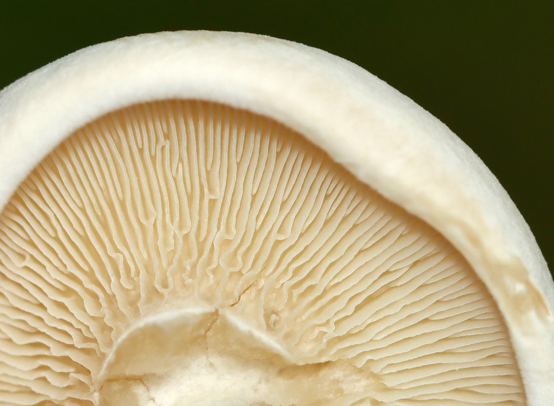 Foul Clitocybe - Clitocybe robusta Habitat: Growing in a cluster, on the ground, near the edge of a mixed forest.<br />
<figure class="photo"><a href="https://www.jungledragon.com/image/142339/foul_clitocybe_-_clitocybe_robusta.html" title="Foul Clitocybe - Clitocybe robusta"><img src="https://s3.amazonaws.com/media.jungledragon.com/images/3232/142339_thumb.jpg?AWSAccessKeyId=05GMT0V3GWVNE7GGM1R2&Expires=1759968010&Signature=7W99G%2FY1P9g%2FKd6SkHEN9qfaAjc%3D" width="200" height="164" alt="Foul Clitocybe - Clitocybe robusta Habitat: Growing in a cluster, on the ground, near the edge of a mixed forest.<br />
https://www.jungledragon.com/image/142338/foul_clitocybe_-_clitocybe_robusta.html Clitocybe,Clitocybe robusta,Foul Clitocybe,Geotagged,Summer,United States,fungus,mushroom" /></a></figure> Clitocybe robusta,Foul Clitocybe,Geotagged,Summer,United States