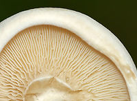 Foul Clitocybe - Clitocybe robusta Habitat: Growing in a cluster, on the ground, near the edge of a mixed forest.<br />
https://www.jungledragon.com/image/142339/foul_clitocybe_-_clitocybe_robusta.html Clitocybe robusta,Foul Clitocybe,Geotagged,Summer,United States