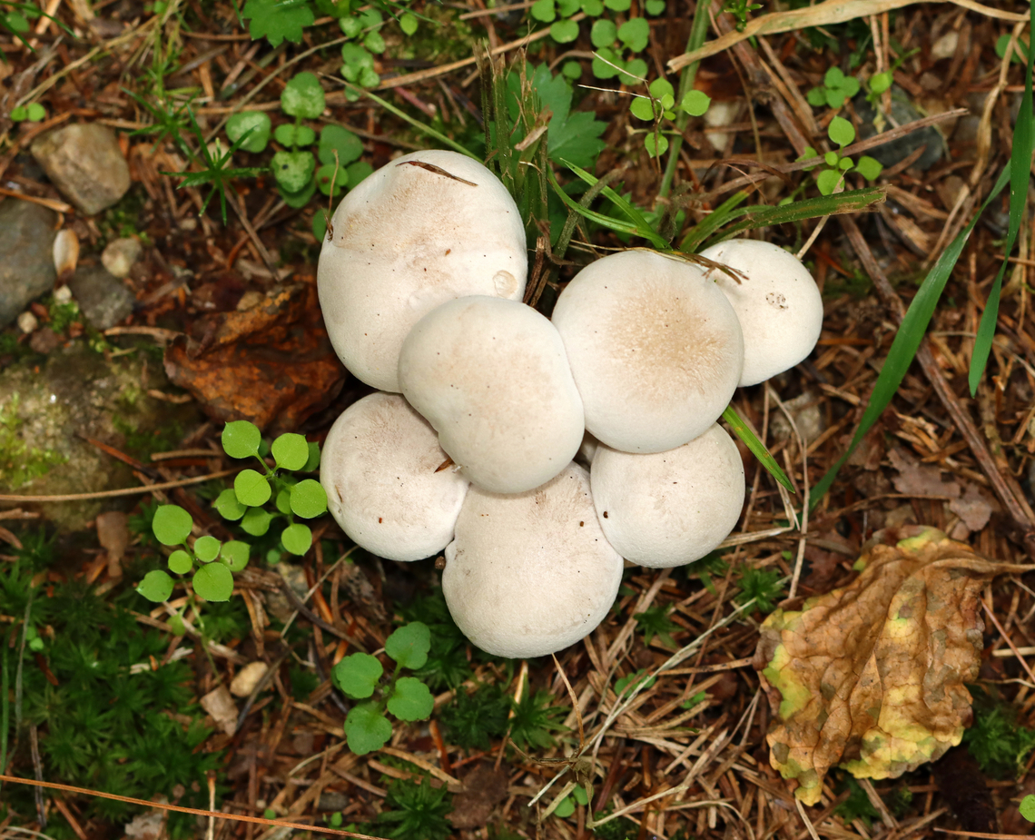 Foul Clitocybe - Clitocybe robusta Habitat: Growing in a cluster, on the ground, near the edge of a mixed forest.<br />
<figure class="photo"><a href="https://www.jungledragon.com/image/142338/foul_clitocybe_-_clitocybe_robusta.html" title="Foul Clitocybe - Clitocybe robusta"><img src="https://s3.amazonaws.com/media.jungledragon.com/images/3232/142338_thumb.jpg?AWSAccessKeyId=05GMT0V3GWVNE7GGM1R2&Expires=1767225610&Signature=AUOWyCtDdEB%2FgyWByVIj1UKl0eg%3D" width="200" height="148" alt="Foul Clitocybe - Clitocybe robusta Habitat: Growing in a cluster, on the ground, near the edge of a mixed forest.<br />
https://www.jungledragon.com/image/142339/foul_clitocybe_-_clitocybe_robusta.html Clitocybe robusta,Foul Clitocybe,Geotagged,Summer,United States" /></a></figure> Clitocybe,Clitocybe robusta,Foul Clitocybe,Geotagged,Summer,United States,fungus,mushroom