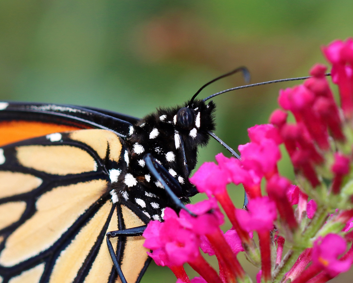 Monarch butterfly - Danaus plexippus Habitat: On butterfly bush; garden Danaus,Danaus plexippus,Geotagged,Monarch butterfly,Summer,United States,butterfly,monarch