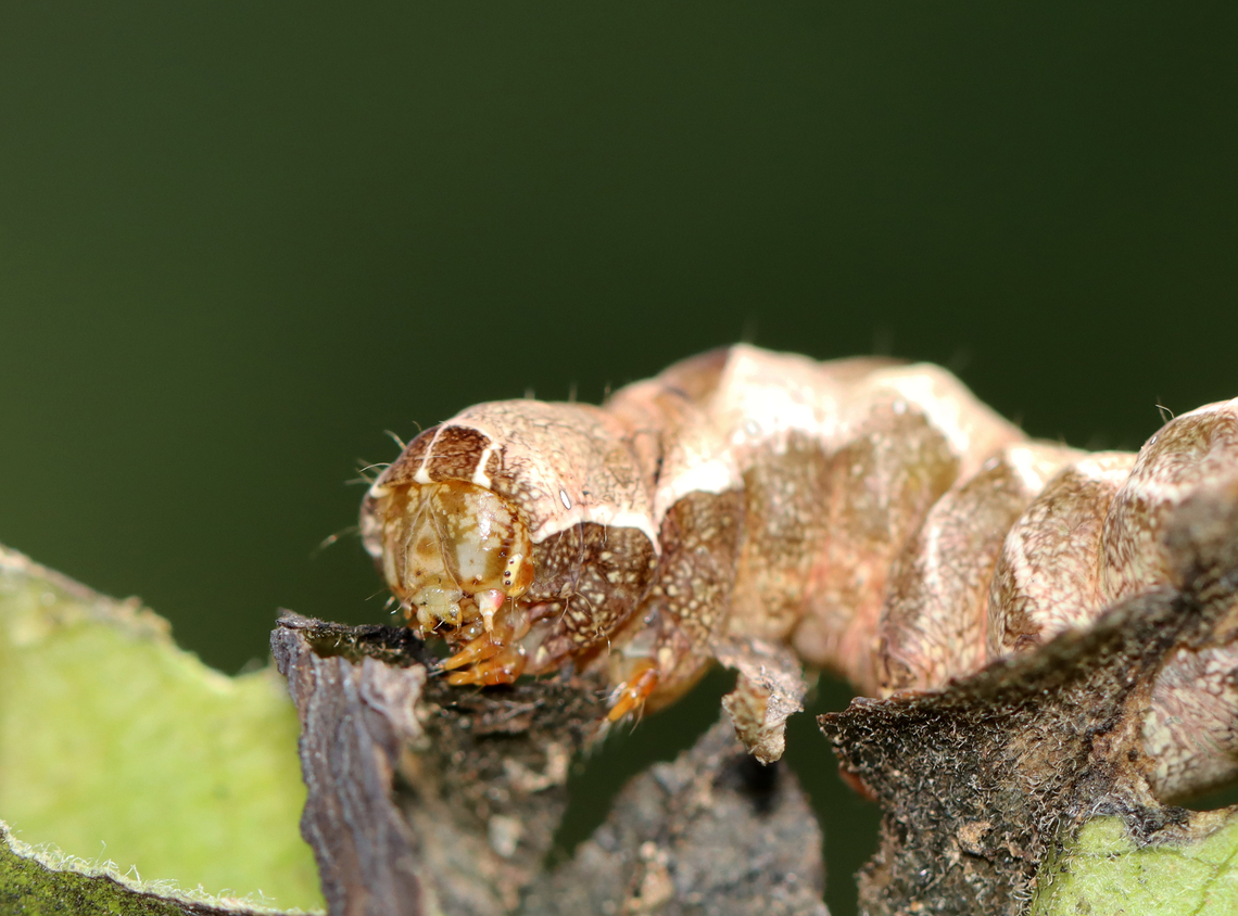 Hitched Arch - Melanchra adjuncta Habitat: Munching on leaves in a garden<br />
<figure class="photo"><a href="https://www.jungledragon.com/image/142442/hitched_arch_-_melanchra_adjuncta.html" title="Hitched Arch - Melanchra adjuncta"><img src="https://s3.amazonaws.com/media.jungledragon.com/images/3232/142442_thumb.jpg?AWSAccessKeyId=05GMT0V3GWVNE7GGM1R2&Expires=1759968010&Signature=4qk4oELEr7Iuqjsp4V5sdCKFQf8%3D" width="200" height="150" alt="Hitched Arch - Melanchra adjuncta Habitat: Munching on leaves in a garden<br />
https://www.jungledragon.com/image/142441/hitched_arch_-_melanchra_adjuncta.html Geotagged,Hitched Arch,Melanchra,Melanchra adjuncta,Noctuidae,Summer,United States,caterpillar,larva" /></a></figure> Geotagged,Hitched Arch,Melanchra adjuncta,Summer,United States