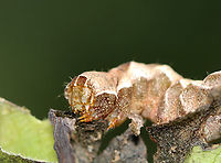 Hitched Arch - Melanchra adjuncta Habitat: Munching on leaves in a garden<br />
https://www.jungledragon.com/image/142442/hitched_arch_-_melanchra_adjuncta.html Geotagged,Hitched Arch,Melanchra adjuncta,Summer,United States