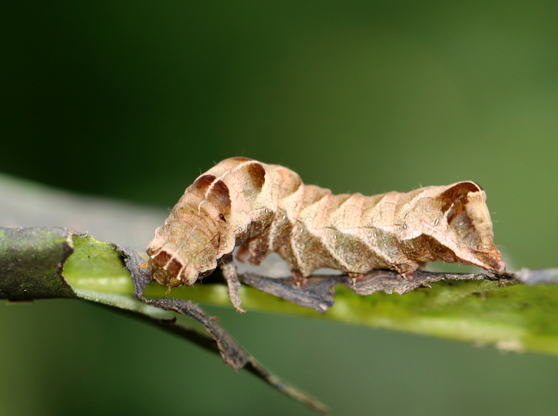 Hitched Arch - Melanchra adjuncta Habitat: Munching on leaves in a garden<br />
<figure class="photo"><a href="https://www.jungledragon.com/image/142441/hitched_arch_-_melanchra_adjuncta.html" title="Hitched Arch - Melanchra adjuncta"><img src="https://s3.amazonaws.com/media.jungledragon.com/images/3232/142441_thumb.jpg?AWSAccessKeyId=05GMT0V3GWVNE7GGM1R2&Expires=1759968010&Signature=jtO%2Fan6dAJMsRIs00P6c9KpXkpk%3D" width="200" height="150" alt="Hitched Arch - Melanchra adjuncta Habitat: Munching on leaves in a garden<br />
https://www.jungledragon.com/image/142442/hitched_arch_-_melanchra_adjuncta.html Geotagged,Hitched Arch,Melanchra adjuncta,Summer,United States" /></a></figure> Geotagged,Hitched Arch,Melanchra,Melanchra adjuncta,Noctuidae,Summer,United States,caterpillar,larva