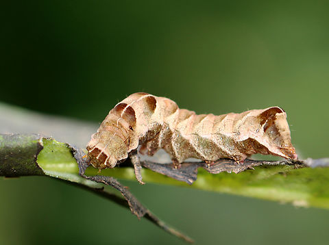 Hitched Arch - Melanchra adjuncta Habitat: Munching on leaves in a garden
https://www.jungledragon.com/image/142441/hitched_arch_-_melanchra_adjuncta.html Geotagged,Hitched Arch,Melanchra,Melanchra adjuncta,Noctuidae,Summer,United States,caterpillar,larva
