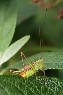 Short-winged meadow katydid - Conocephalus brevipennis Habitat: Meadow
https://www.jungledragon.com/image/142448/short-winged_meadow_katydid_-_conocephalus_brevipennis.html Conocephalus brevipennis,Geotagged,Short-winged meadow katydid,Summer,United States