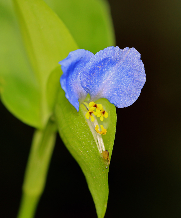 Asiatic dayflower - Commelina communis Habitat: Meadow<br />
<figure class="photo"><a href="https://www.jungledragon.com/image/142449/asiatic_dayflower_-_commelina_communis.html" title="Asiatic dayflower - Commelina communis"><img src="https://s3.amazonaws.com/media.jungledragon.com/images/3232/142449_thumb.jpg?AWSAccessKeyId=05GMT0V3GWVNE7GGM1R2&Expires=1769040010&Signature=1I5KJhU%2FFC%2BIWnQpaJtfSnxkwDo%3D" width="200" height="162" alt="Asiatic dayflower - Commelina communis Habitat: Meadow<br />
https://www.jungledragon.com/image/142447/asiatic_dayflower_-_commelina_communis.html Asiatic dayflower,Commelina communis,Geotagged,Summer,United States" /></a></figure> Asiatic dayflower,Commelina,Commelina communis,Geotagged,Summer,United States,dayflower