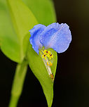 Asiatic dayflower - Commelina communis Habitat: Meadow<br />
https://www.jungledragon.com/image/142449/asiatic_dayflower_-_commelina_communis.html Asiatic dayflower,Commelina,Commelina communis,Geotagged,Summer,United States,dayflower