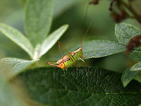 Short-winged meadow katydid - Conocephalus brevipennis Habitat: Meadow<br />
https://www.jungledragon.com/image/142446/short-winged_meadow_katydid_-_conocephalus_brevipennis.html Conocephalus,Conocephalus brevipennis,Geotagged,Short-winged meadow katydid,Summer,United States,katydid