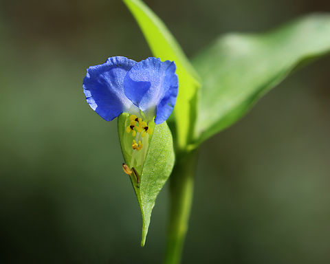 Asiatic dayflower - Commelina communis Habitat: Meadow
https://www.jungledragon.com/image/142447/asiatic_dayflower_-_commelina_communis.html Asiatic dayflower,Commelina communis,Geotagged,Summer,United States