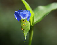 Asiatic dayflower - Commelina communis Habitat: Meadow<br />
https://www.jungledragon.com/image/142447/asiatic_dayflower_-_commelina_communis.html Asiatic dayflower,Commelina communis,Geotagged,Summer,United States