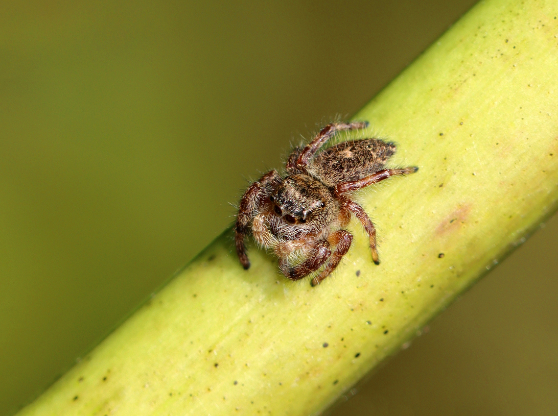 Jumping Spider - Salticidae, Phidippus princeps Habitat: Rural yard Fall,Geotagged,Phidippus,Phidippus princeps,United States,jumping spider,salticidae,spider
