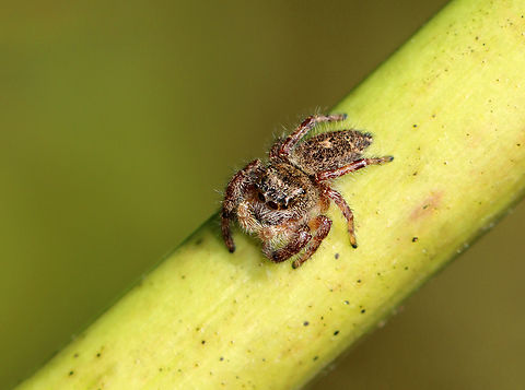 Jumping Spider - Salticidae, Phidippus princeps Habitat: Rural yard Fall,Geotagged,Phidippus,Phidippus princeps,United States,jumping spider,salticidae,spider