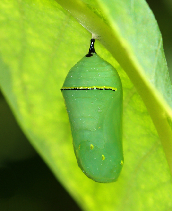 Monarch Chrysalis - Danaus plexippus Habitat: Milkweed in a rural yard Danaus plexippus,Fall,Geotagged,Monarch butterfly,United States,chrysalis,danaus,monarch,pupa