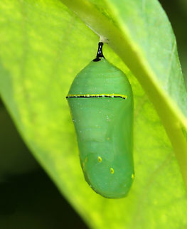 Monarch Chrysalis - Danaus plexippus Habitat: Milkweed in a rural yard Danaus plexippus,Fall,Geotagged,Monarch butterfly,United States,chrysalis,danaus,monarch,pupa