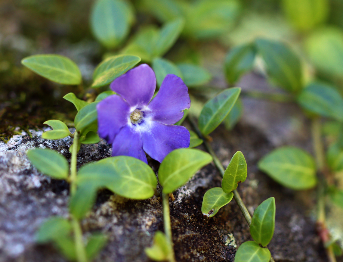 Lesser Periwinkle - Vinca minor Habitat: Rural yard Fall,Geotagged,Lesser periwinkle,United States,Vinca,Vinca minor,periwinkle