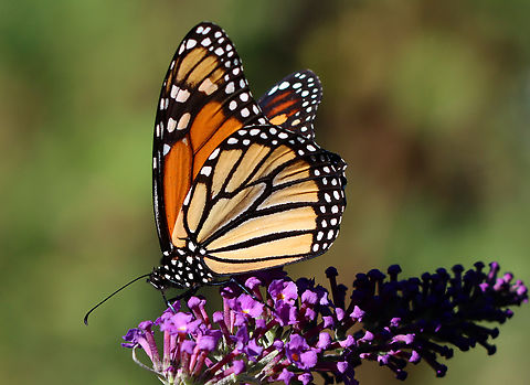 Monarch butterfly - Danaus plexippus Habitat: Rural yard Danaus plexippus,Fall,Geotagged,Monarch butterfly,United States,butterfly,danaus,monarch
