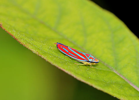 Candy-striped Leafhopper - Graphocephala coccinea Habitat: Rural yard Candy-striped Leafhopper,Fall,Geotagged,Graphocephala coccinea,United States,graphocephala,leafhopper