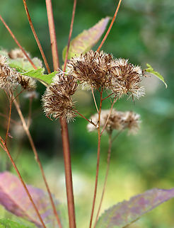 Sweet Joe-Pye Weed - Eutrochium purpureum Habitat: Rural yard Eutrochium,Eutrochium purpureum,Fall,Geotagged,Sweet Joe-Pye weed,United States,joe-pye weed