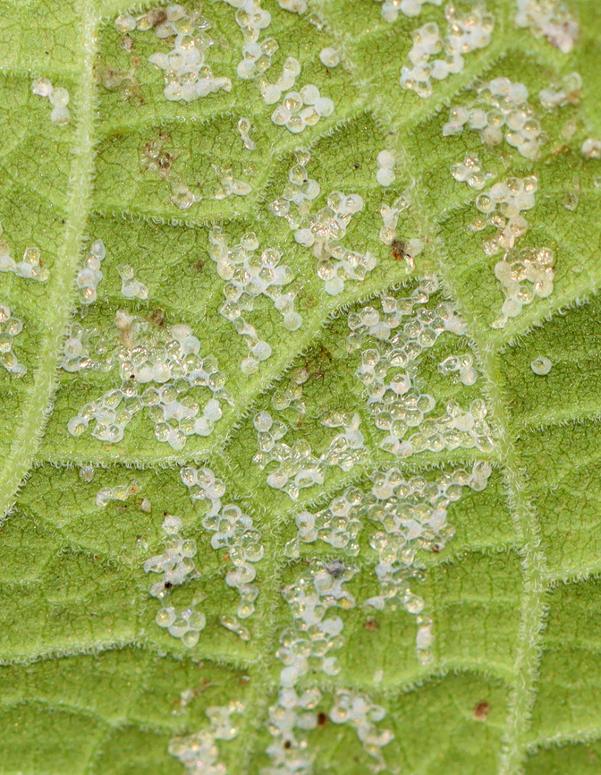 Hatched Insect Eggs on Eggplant Leaf Possibly moth eggs<br />
<br />
Habitat: On the underside of an eggplant leaf; rural yard Fall,Geotagged,United States,eggplant,eggs,insect,insect eggs,signs of wildlife