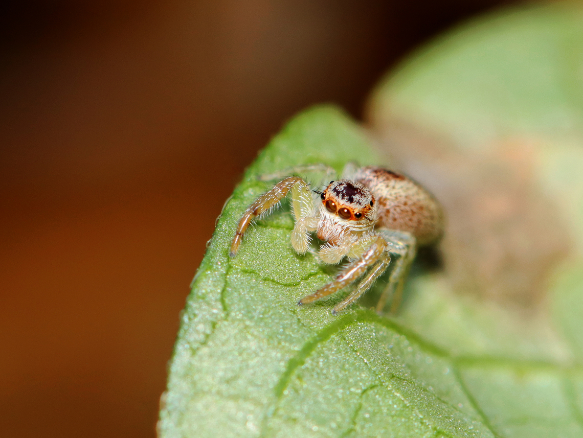 Jumping Spider - Salticidae, Hentzia sp. Hentzia palmarum or Hentzia mitrata?<br />
<br />
Habitat: Rural yard<br />
<figure class="photo"><a href="https://www.jungledragon.com/image/142536/jumping_spider_-_salticidae_hentzia_sp.html" title="Jumping Spider - Salticidae, Hentzia sp."><img src="https://s3.amazonaws.com/media.jungledragon.com/images/3232/142536_thumb.jpg?AWSAccessKeyId=05GMT0V3GWVNE7GGM1R2&Expires=1759968010&Signature=f%2BFmrIscn%2FZGw0De1OL3H5iRiv4%3D" width="200" height="148" alt="Jumping Spider - Salticidae, Hentzia sp. Hentzia palmarum or Hentzia mitrata?<br />
<br />
Habitat: Rural yard<br />
https://www.jungledragon.com/image/142535/jumping_spider_-_salticidae_hentzia_sp.html Fall,Geotagged,Hentzia,United States,jumping spider,salticidae,spider" /></a></figure> Fall,Geotagged,United States