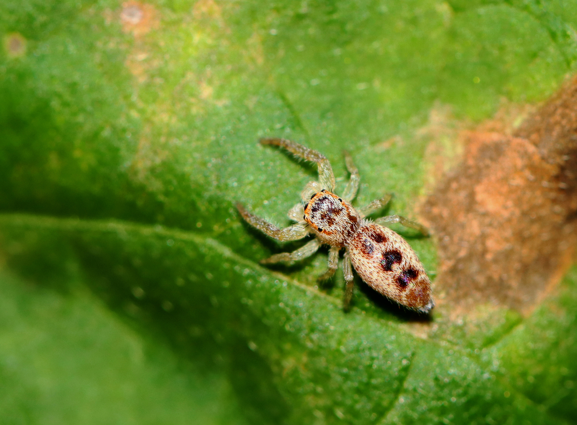 Jumping Spider - Salticidae, Hentzia sp. Hentzia palmarum or Hentzia mitrata?<br />
<br />
Habitat: Rural yard<br />
<figure class="photo"><a href="https://www.jungledragon.com/image/142535/jumping_spider_-_salticidae_hentzia_sp.html" title="Jumping Spider - Salticidae, Hentzia sp."><img src="https://s3.amazonaws.com/media.jungledragon.com/images/3232/142535_thumb.jpg?AWSAccessKeyId=05GMT0V3GWVNE7GGM1R2&Expires=1759968010&Signature=BO%2BM7Us7BcK%2ByKnB0D5krliOzZ8%3D" width="200" height="152" alt="Jumping Spider - Salticidae, Hentzia sp. Hentzia palmarum or Hentzia mitrata?<br />
<br />
Habitat: Rural yard<br />
https://www.jungledragon.com/image/142536/jumping_spider_-_salticidae_hentzia_sp.html Fall,Geotagged,United States" /></a></figure> Fall,Geotagged,Hentzia,United States,jumping spider,salticidae,spider