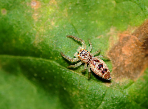 Jumping Spider - Salticidae, Hentzia sp. Hentzia palmarum or Hentzia mitrata?

Habitat: Rural yard
https://www.jungledragon.com/image/142535/jumping_spider_-_salticidae_hentzia_sp.html Fall,Geotagged,Hentzia,United States,jumping spider,salticidae,spider