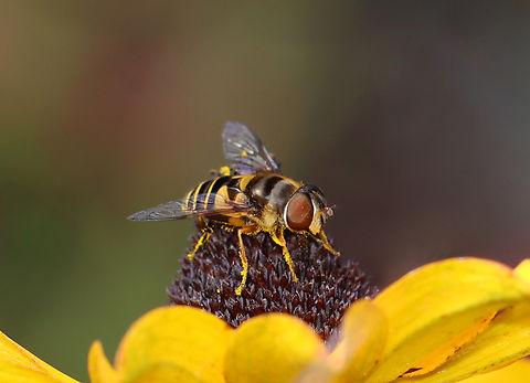 Eristalis transversa Habitat: Rural yard Eristalis,Eristalis transversa,Fall,Geotagged,Syrphidae,Transverse Flower Fly,United States,diptera,flower fly,fly