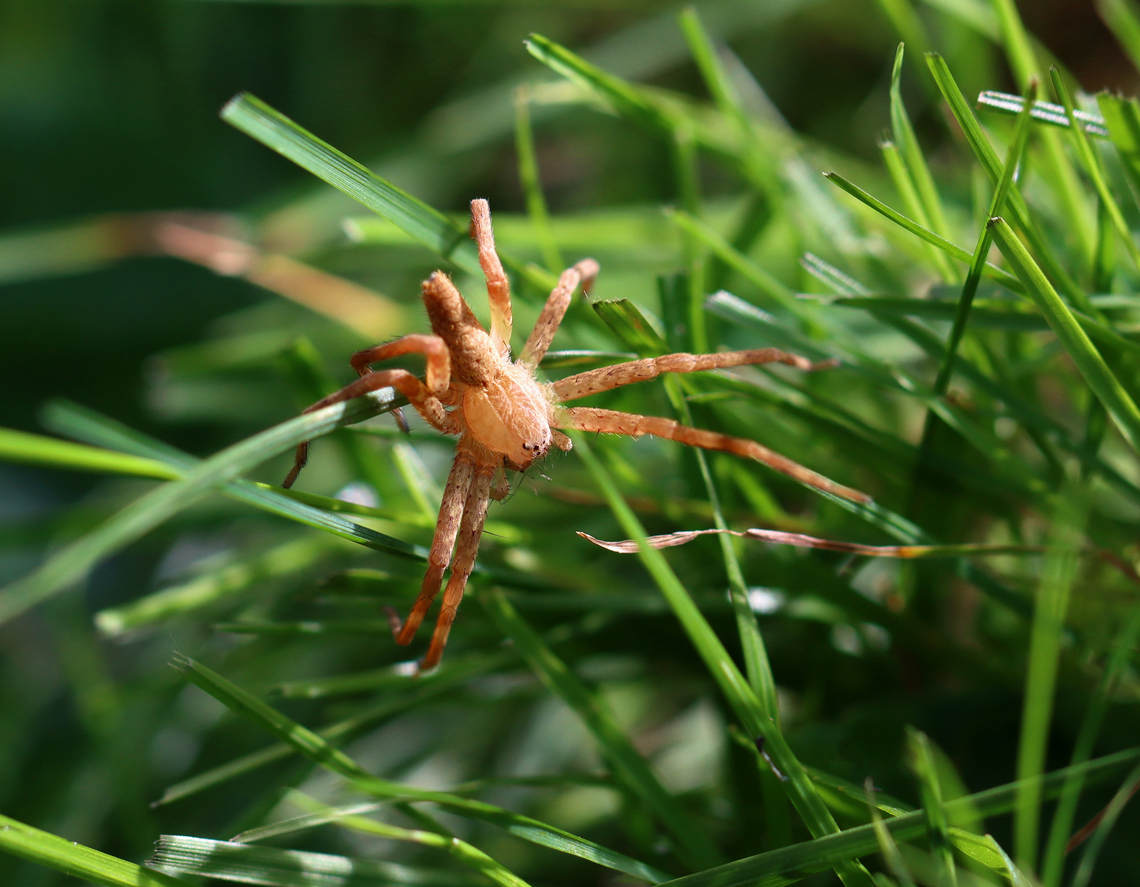 American Nursery Web Spider - Pisaurina mira Habitat: Rural yard American Nursery Web Spider,Fall,Geotagged,Pisaurina,Pisaurina mira,United States,nursery web spider,spider