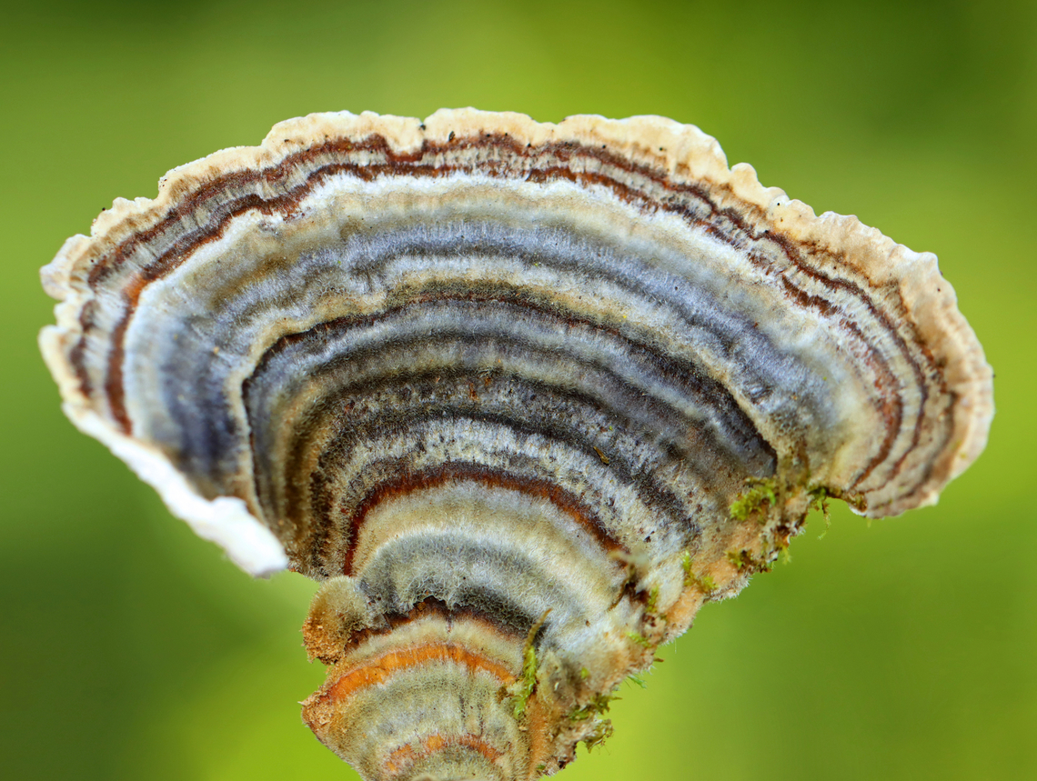 Turkey Tail - Trametes versicolor Habitat: Growimg on a stump; rural yard Fall,Geotagged,Trametes versicolor,Turkey Tail,United States,fungus,polypore,trametes