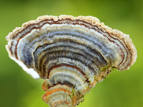 Turkey Tail - Trametes versicolor Habitat: Growimg on a stump; rural yard Fall,Geotagged,Trametes versicolor,Turkey Tail,United States,fungus,polypore,trametes