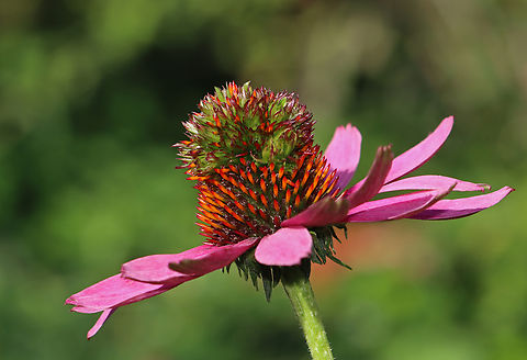 Coneflower Rosette Mite Gall (Family Eriophyidae) on Echinacea sp. The green tufted growth on the disc of this coneflower is caused by a tiny eriophyid mite. These mites cause flower head distortion by feeding at the base of the flowers. Eriophyid mites are unique in that they only have 2 pairs of legs (most mites have 4 pairs), and they are so tiny that you would need 40x magnification to see them clearly (most mites can be seen with a 10x hand lens).

The mite has yet to be taxonomically categorized, so it has no scientific name. But, it's generally referred to as the Coneflower Rosette Mite based on the damage that it causes to coneflowers.

Habitat: On Echinacea; rural yard Coneflower Rosette Mite Gall,Eriophyidae,Fall,Geotagged,United States,echinacea,mite,mite gall