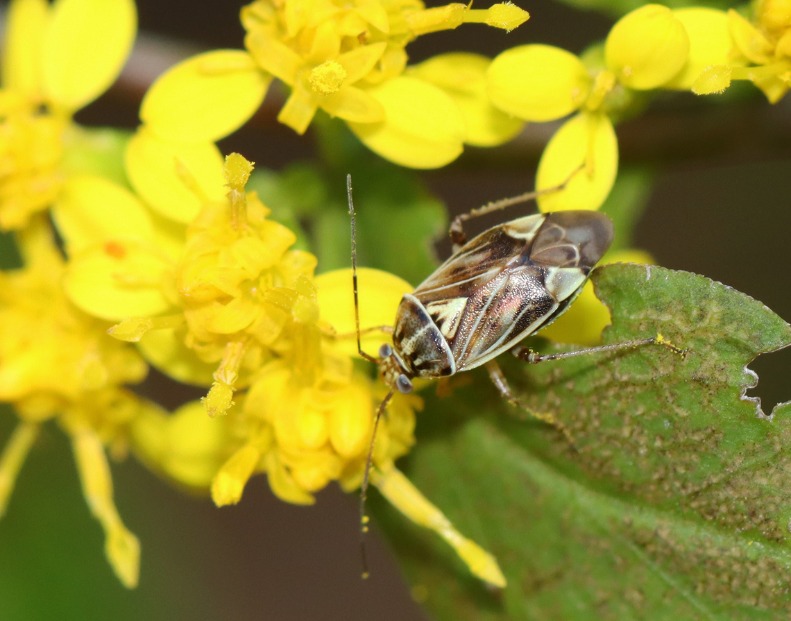 Tarnished Plant bug - Lygus lineolaris Habitat: Rural yard Fall,Geotagged,Lygus,Lygus lineolaris,Tarnished plant bug,United States,bug,miridae,plant bug