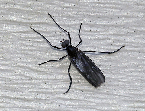 March Fly -  Penthetria heteroptera Habitat: Resting on a shed; rural yard Fall,Geotagged,March fly,Penthetria,Penthetria heteroptera,United States,bibionidae,diptera,fly