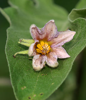 Eggplant - Solanum melongena Habitat: Garden Eggplant,Fall,Geotagged,Solanum,Solanum melongena,United States