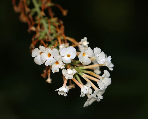 Butterfly-bush - Buddleja davidii Habitat: Rural yard Buddleja,Buddleja davidii,Butterfly-bush,Fall,Geotagged,United States,butterfly bush