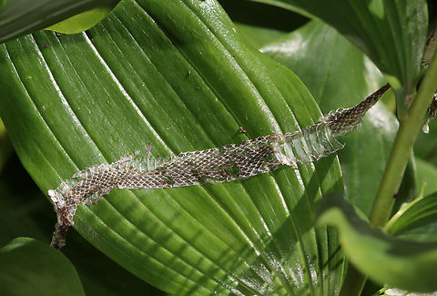 Shed Snake Skin Probably from a garter snake, but I'm not sure.

Habitat: Rural yard Fall,Geotagged,United States,signs of wildlife,snake skin