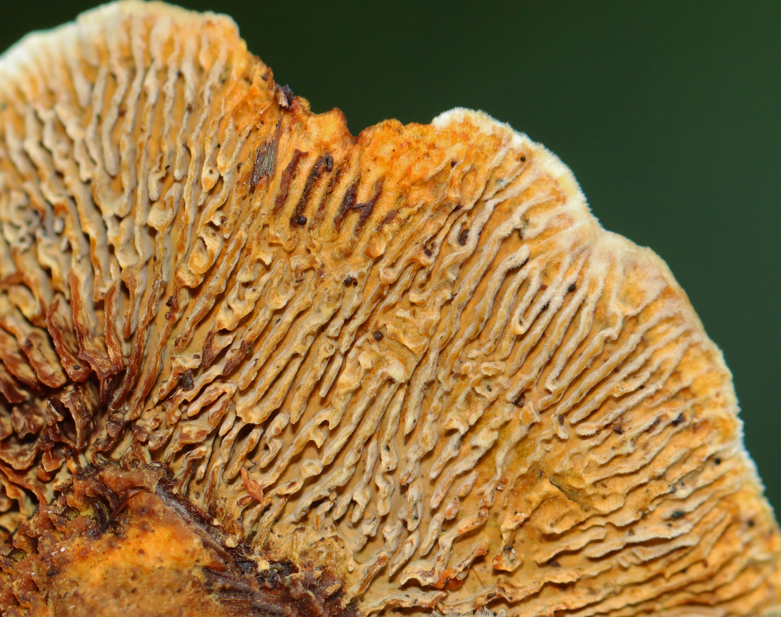 Conifer Mazegill - Gloeophyllum sepiarium Habitat: Growing on a stump; rural yard<br />
<figure class="photo"><a href="https://www.jungledragon.com/image/142584/conifer_mazegill_-_gloeophyllum_sepiarium.html" title="Conifer Mazegill - Gloeophyllum sepiarium"><img src="https://s3.amazonaws.com/media.jungledragon.com/images/3232/142584_thumb.jpg?AWSAccessKeyId=05GMT0V3GWVNE7GGM1R2&Expires=1759968010&Signature=cc1UWPVYjcpU%2F9YeZy6QIEaIfqM%3D" width="130" height="152" alt="Conifer Mazegill - Gloeophyllum sepiarium Habitat: Growing on a stump; rural yard<br />
https://www.jungledragon.com/image/142583/conifer_mazegill_-_gloeophyllum_sepiarium.html Conifer Mazegill,Fall,Geotagged,Gloeophyllum,Gloeophyllum sepiarium,United States,fungus,mushroom,polypore" /></a></figure> Conifer Mazegill,Fall,Geotagged,Gloeophyllum sepiarium,United States