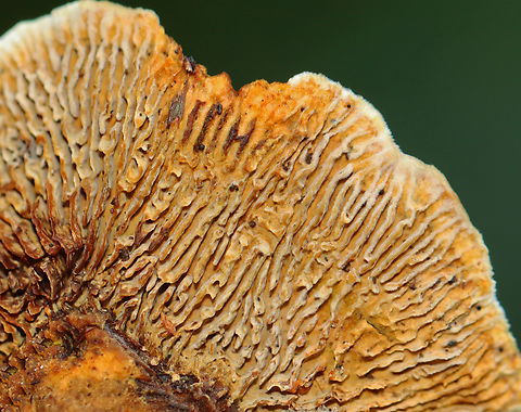 Conifer Mazegill - Gloeophyllum sepiarium Habitat: Growing on a stump; rural yard
https://www.jungledragon.com/image/142584/conifer_mazegill_-_gloeophyllum_sepiarium.html Conifer Mazegill,Fall,Geotagged,Gloeophyllum sepiarium,United States