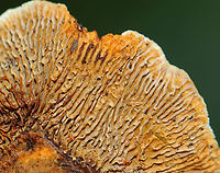 Conifer Mazegill - Gloeophyllum sepiarium Habitat: Growing on a stump; rural yard<br />
https://www.jungledragon.com/image/142584/conifer_mazegill_-_gloeophyllum_sepiarium.html Conifer Mazegill,Fall,Geotagged,Gloeophyllum sepiarium,United States