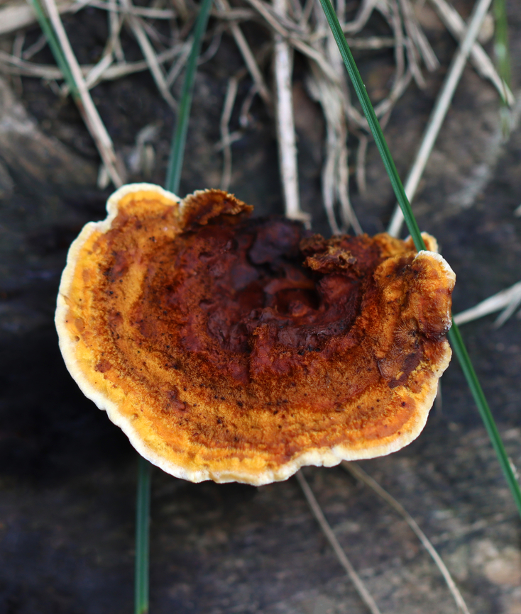 Conifer Mazegill - Gloeophyllum sepiarium Habitat: Growing on a stump; rural yard<br />
<figure class="photo"><a href="https://www.jungledragon.com/image/142583/conifer_mazegill_-_gloeophyllum_sepiarium.html" title="Conifer Mazegill - Gloeophyllum sepiarium"><img src="https://s3.amazonaws.com/media.jungledragon.com/images/3232/142583_thumb.jpg?AWSAccessKeyId=05GMT0V3GWVNE7GGM1R2&Expires=1767225610&Signature=QlABw6DDRFLsB9HyXbBgIpoy26w%3D" width="200" height="160" alt="Conifer Mazegill - Gloeophyllum sepiarium Habitat: Growing on a stump; rural yard<br />
https://www.jungledragon.com/image/142584/conifer_mazegill_-_gloeophyllum_sepiarium.html Conifer Mazegill,Fall,Geotagged,Gloeophyllum sepiarium,United States" /></a></figure> Conifer Mazegill,Fall,Geotagged,Gloeophyllum,Gloeophyllum sepiarium,United States,fungus,mushroom,polypore