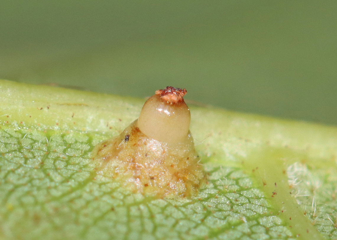 Hickory Bullet Galls - Caryomyia tubicola Habitat: Growing on hickory (Carya sp.); rural yard<br />
<figure class="photo"><a href="https://www.jungledragon.com/image/142745/hickory_bullet_galls_-_caryomyia_tubicola.html" title="Hickory Bullet Galls - Caryomyia tubicola"><img src="https://s3.amazonaws.com/media.jungledragon.com/images/3232/142745_thumb.jpg?AWSAccessKeyId=05GMT0V3GWVNE7GGM1R2&Expires=1769040010&Signature=l%2B6GsdrZ%2B%2FG0yq%2BWuIpO%2BrqO4%2FE%3D" width="200" height="144" alt="Hickory Bullet Galls - Caryomyia tubicola Habitat: Growing on hickory (Carya sp.); rural yard<br />
https://www.jungledragon.com/image/142745/hickory_bullet_galls_-_caryomyia_tubicola.html<br />
https://www.jungledragon.com/image/142748/hickory_bullet_galls_-_caryomyia_tubicola.html<br />
https://www.jungledragon.com/image/142747/hickory_bullet_galls_-_caryomyia_tubicola.html<br />
https://www.jungledragon.com/image/142746/hickory_bullet_galls_-_caryomyia_tubicola.html<br />
 Caryomyia tubicola,Fall,Geotagged,Hickory Bullet Gall Midge,United States" /></a></figure><br />
<figure class="photo"><a href="https://www.jungledragon.com/image/142748/hickory_bullet_galls_-_caryomyia_tubicola.html" title="Hickory Bullet Galls - Caryomyia tubicola"><img src="https://s3.amazonaws.com/media.jungledragon.com/images/3232/142748_thumb.jpg?AWSAccessKeyId=05GMT0V3GWVNE7GGM1R2&Expires=1769040010&Signature=m7QWrkVR5lfmJ6fXfotBfl1GXbA%3D" width="200" height="134" alt="Hickory Bullet Galls - Caryomyia tubicola Habitat: Growing on hickory (Carya sp.); rural yard<br />
https://www.jungledragon.com/image/142745/hickory_bullet_galls_-_caryomyia_tubicola.html<br />
https://www.jungledragon.com/image/142748/hickory_bullet_galls_-_caryomyia_tubicola.html<br />
https://www.jungledragon.com/image/142747/hickory_bullet_galls_-_caryomyia_tubicola.html<br />
https://www.jungledragon.com/image/142746/hickory_bullet_galls_-_caryomyia_tubicola.html<br />
 Caryomyia,Caryomyia tubicola,Cecidomyiidae,Fall,Geotagged,Hickory Bullet Gall Midge,United States,bullet gall,carya,galls,hickory galls" /></a></figure><br />
<figure class="photo"><a href="https://www.jungledragon.com/image/142747/hickory_bullet_galls_-_caryomyia_tubicola.html" title="Hickory Bullet Galls - Caryomyia tubicola"><img src="https://s3.amazonaws.com/media.jungledragon.com/images/3232/142747_thumb.jpg?AWSAccessKeyId=05GMT0V3GWVNE7GGM1R2&Expires=1769040010&Signature=pnPwHNEZchDVpWOmCXxy9RNI%2Bt4%3D" width="128" height="152" alt="Hickory Bullet Galls - Caryomyia tubicola Habitat: Growing on hickory (Carya sp.); rural yard<br />
https://www.jungledragon.com/image/142745/hickory_bullet_galls_-_caryomyia_tubicola.html<br />
https://www.jungledragon.com/image/142748/hickory_bullet_galls_-_caryomyia_tubicola.html<br />
https://www.jungledragon.com/image/142747/hickory_bullet_galls_-_caryomyia_tubicola.html<br />
https://www.jungledragon.com/image/142746/hickory_bullet_galls_-_caryomyia_tubicola.html<br />
 Caryomyia tubicola,Fall,Geotagged,Hickory Bullet Gall Midge,United States" /></a></figure><br />
<figure class="photo"><a href="https://www.jungledragon.com/image/142746/hickory_bullet_galls_-_caryomyia_tubicola.html" title="Hickory Bullet Galls - Caryomyia tubicola"><img src="https://s3.amazonaws.com/media.jungledragon.com/images/3232/142746_thumb.jpg?AWSAccessKeyId=05GMT0V3GWVNE7GGM1R2&Expires=1769040010&Signature=M9M3znz3lLMSZ8oPdczMrpmXzRQ%3D" width="200" height="146" alt="Hickory Bullet Galls - Caryomyia tubicola Habitat: Growing on hickory (Carya sp.); rural yard<br />
https://www.jungledragon.com/image/142745/hickory_bullet_galls_-_caryomyia_tubicola.html<br />
https://www.jungledragon.com/image/142748/hickory_bullet_galls_-_caryomyia_tubicola.html<br />
https://www.jungledragon.com/image/142747/hickory_bullet_galls_-_caryomyia_tubicola.html<br />
https://www.jungledragon.com/image/142746/hickory_bullet_galls_-_caryomyia_tubicola.html<br />
 Caryomyia tubicola,Fall,Geotagged,Hickory Bullet Gall Midge,United States" /></a></figure><br />
 Caryomyia tubicola,Fall,Geotagged,Hickory Bullet Gall Midge,United States