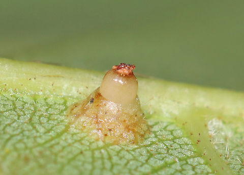 Hickory Bullet Galls - Caryomyia tubicola Habitat: Growing on hickory (Carya sp.); rural yard
https://www.jungledragon.com/image/142745/hickory_bullet_galls_-_caryomyia_tubicola.html
https://www.jungledragon.com/image/142748/hickory_bullet_galls_-_caryomyia_tubicola.html
https://www.jungledragon.com/image/142747/hickory_bullet_galls_-_caryomyia_tubicola.html
https://www.jungledragon.com/image/142746/hickory_bullet_galls_-_caryomyia_tubicola.html
 Caryomyia tubicola,Fall,Geotagged,Hickory Bullet Gall Midge,United States