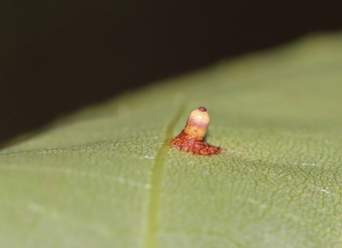 Hickory Bullet Galls - Caryomyia tubicola Habitat: Growing on hickory (Carya sp.); rural yard<br />
<figure class="photo"><a href="https://www.jungledragon.com/image/142745/hickory_bullet_galls_-_caryomyia_tubicola.html" title="Hickory Bullet Galls - Caryomyia tubicola"><img src="https://s3.amazonaws.com/media.jungledragon.com/images/3232/142745_thumb.jpg?AWSAccessKeyId=05GMT0V3GWVNE7GGM1R2&Expires=1769040010&Signature=l%2B6GsdrZ%2B%2FG0yq%2BWuIpO%2BrqO4%2FE%3D" width="200" height="144" alt="Hickory Bullet Galls - Caryomyia tubicola Habitat: Growing on hickory (Carya sp.); rural yard<br />
https://www.jungledragon.com/image/142745/hickory_bullet_galls_-_caryomyia_tubicola.html<br />
https://www.jungledragon.com/image/142748/hickory_bullet_galls_-_caryomyia_tubicola.html<br />
https://www.jungledragon.com/image/142747/hickory_bullet_galls_-_caryomyia_tubicola.html<br />
https://www.jungledragon.com/image/142746/hickory_bullet_galls_-_caryomyia_tubicola.html<br />
 Caryomyia tubicola,Fall,Geotagged,Hickory Bullet Gall Midge,United States" /></a></figure><br />
<figure class="photo"><a href="https://www.jungledragon.com/image/142748/hickory_bullet_galls_-_caryomyia_tubicola.html" title="Hickory Bullet Galls - Caryomyia tubicola"><img src="https://s3.amazonaws.com/media.jungledragon.com/images/3232/142748_thumb.jpg?AWSAccessKeyId=05GMT0V3GWVNE7GGM1R2&Expires=1769040010&Signature=m7QWrkVR5lfmJ6fXfotBfl1GXbA%3D" width="200" height="134" alt="Hickory Bullet Galls - Caryomyia tubicola Habitat: Growing on hickory (Carya sp.); rural yard<br />
https://www.jungledragon.com/image/142745/hickory_bullet_galls_-_caryomyia_tubicola.html<br />
https://www.jungledragon.com/image/142748/hickory_bullet_galls_-_caryomyia_tubicola.html<br />
https://www.jungledragon.com/image/142747/hickory_bullet_galls_-_caryomyia_tubicola.html<br />
https://www.jungledragon.com/image/142746/hickory_bullet_galls_-_caryomyia_tubicola.html<br />
 Caryomyia,Caryomyia tubicola,Cecidomyiidae,Fall,Geotagged,Hickory Bullet Gall Midge,United States,bullet gall,carya,galls,hickory galls" /></a></figure><br />
<figure class="photo"><a href="https://www.jungledragon.com/image/142747/hickory_bullet_galls_-_caryomyia_tubicola.html" title="Hickory Bullet Galls - Caryomyia tubicola"><img src="https://s3.amazonaws.com/media.jungledragon.com/images/3232/142747_thumb.jpg?AWSAccessKeyId=05GMT0V3GWVNE7GGM1R2&Expires=1769040010&Signature=pnPwHNEZchDVpWOmCXxy9RNI%2Bt4%3D" width="128" height="152" alt="Hickory Bullet Galls - Caryomyia tubicola Habitat: Growing on hickory (Carya sp.); rural yard<br />
https://www.jungledragon.com/image/142745/hickory_bullet_galls_-_caryomyia_tubicola.html<br />
https://www.jungledragon.com/image/142748/hickory_bullet_galls_-_caryomyia_tubicola.html<br />
https://www.jungledragon.com/image/142747/hickory_bullet_galls_-_caryomyia_tubicola.html<br />
https://www.jungledragon.com/image/142746/hickory_bullet_galls_-_caryomyia_tubicola.html<br />
 Caryomyia tubicola,Fall,Geotagged,Hickory Bullet Gall Midge,United States" /></a></figure><br />
<figure class="photo"><a href="https://www.jungledragon.com/image/142746/hickory_bullet_galls_-_caryomyia_tubicola.html" title="Hickory Bullet Galls - Caryomyia tubicola"><img src="https://s3.amazonaws.com/media.jungledragon.com/images/3232/142746_thumb.jpg?AWSAccessKeyId=05GMT0V3GWVNE7GGM1R2&Expires=1769040010&Signature=M9M3znz3lLMSZ8oPdczMrpmXzRQ%3D" width="200" height="146" alt="Hickory Bullet Galls - Caryomyia tubicola Habitat: Growing on hickory (Carya sp.); rural yard<br />
https://www.jungledragon.com/image/142745/hickory_bullet_galls_-_caryomyia_tubicola.html<br />
https://www.jungledragon.com/image/142748/hickory_bullet_galls_-_caryomyia_tubicola.html<br />
https://www.jungledragon.com/image/142747/hickory_bullet_galls_-_caryomyia_tubicola.html<br />
https://www.jungledragon.com/image/142746/hickory_bullet_galls_-_caryomyia_tubicola.html<br />
 Caryomyia tubicola,Fall,Geotagged,Hickory Bullet Gall Midge,United States" /></a></figure><br />
 Caryomyia tubicola,Fall,Geotagged,Hickory Bullet Gall Midge,United States