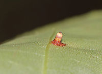 Hickory Bullet Galls - Caryomyia tubicola Habitat: Growing on hickory (Carya sp.); rural yard<br />
https://www.jungledragon.com/image/142745/hickory_bullet_galls_-_caryomyia_tubicola.html<br />
https://www.jungledragon.com/image/142748/hickory_bullet_galls_-_caryomyia_tubicola.html<br />
https://www.jungledragon.com/image/142747/hickory_bullet_galls_-_caryomyia_tubicola.html<br />
https://www.jungledragon.com/image/142746/hickory_bullet_galls_-_caryomyia_tubicola.html<br />
 Caryomyia tubicola,Fall,Geotagged,Hickory Bullet Gall Midge,United States
