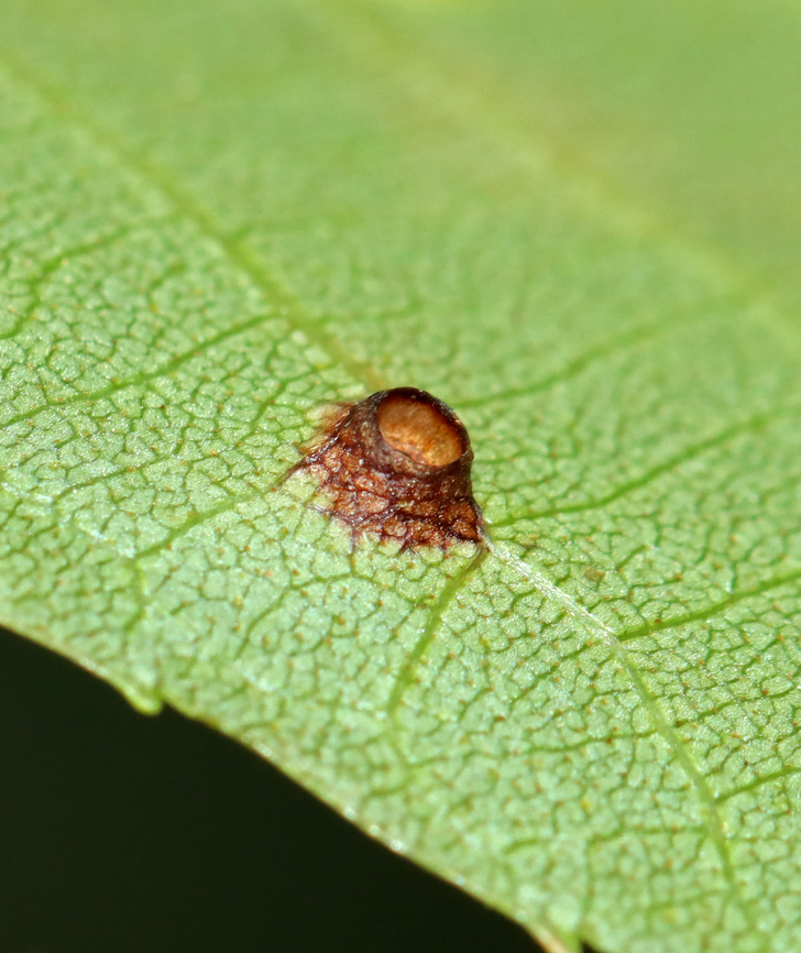 Hickory Bullet Galls - Caryomyia tubicola Habitat: Growing on hickory (Carya sp.); rural yard<br />
<figure class="photo"><a href="https://www.jungledragon.com/image/142745/hickory_bullet_galls_-_caryomyia_tubicola.html" title="Hickory Bullet Galls - Caryomyia tubicola"><img src="https://s3.amazonaws.com/media.jungledragon.com/images/3232/142745_thumb.jpg?AWSAccessKeyId=05GMT0V3GWVNE7GGM1R2&Expires=1769040010&Signature=l%2B6GsdrZ%2B%2FG0yq%2BWuIpO%2BrqO4%2FE%3D" width="200" height="144" alt="Hickory Bullet Galls - Caryomyia tubicola Habitat: Growing on hickory (Carya sp.); rural yard<br />
https://www.jungledragon.com/image/142745/hickory_bullet_galls_-_caryomyia_tubicola.html<br />
https://www.jungledragon.com/image/142748/hickory_bullet_galls_-_caryomyia_tubicola.html<br />
https://www.jungledragon.com/image/142747/hickory_bullet_galls_-_caryomyia_tubicola.html<br />
https://www.jungledragon.com/image/142746/hickory_bullet_galls_-_caryomyia_tubicola.html<br />
 Caryomyia tubicola,Fall,Geotagged,Hickory Bullet Gall Midge,United States" /></a></figure><br />
<figure class="photo"><a href="https://www.jungledragon.com/image/142748/hickory_bullet_galls_-_caryomyia_tubicola.html" title="Hickory Bullet Galls - Caryomyia tubicola"><img src="https://s3.amazonaws.com/media.jungledragon.com/images/3232/142748_thumb.jpg?AWSAccessKeyId=05GMT0V3GWVNE7GGM1R2&Expires=1769040010&Signature=m7QWrkVR5lfmJ6fXfotBfl1GXbA%3D" width="200" height="134" alt="Hickory Bullet Galls - Caryomyia tubicola Habitat: Growing on hickory (Carya sp.); rural yard<br />
https://www.jungledragon.com/image/142745/hickory_bullet_galls_-_caryomyia_tubicola.html<br />
https://www.jungledragon.com/image/142748/hickory_bullet_galls_-_caryomyia_tubicola.html<br />
https://www.jungledragon.com/image/142747/hickory_bullet_galls_-_caryomyia_tubicola.html<br />
https://www.jungledragon.com/image/142746/hickory_bullet_galls_-_caryomyia_tubicola.html<br />
 Caryomyia,Caryomyia tubicola,Cecidomyiidae,Fall,Geotagged,Hickory Bullet Gall Midge,United States,bullet gall,carya,galls,hickory galls" /></a></figure><br />
<figure class="photo"><a href="https://www.jungledragon.com/image/142747/hickory_bullet_galls_-_caryomyia_tubicola.html" title="Hickory Bullet Galls - Caryomyia tubicola"><img src="https://s3.amazonaws.com/media.jungledragon.com/images/3232/142747_thumb.jpg?AWSAccessKeyId=05GMT0V3GWVNE7GGM1R2&Expires=1769040010&Signature=pnPwHNEZchDVpWOmCXxy9RNI%2Bt4%3D" width="128" height="152" alt="Hickory Bullet Galls - Caryomyia tubicola Habitat: Growing on hickory (Carya sp.); rural yard<br />
https://www.jungledragon.com/image/142745/hickory_bullet_galls_-_caryomyia_tubicola.html<br />
https://www.jungledragon.com/image/142748/hickory_bullet_galls_-_caryomyia_tubicola.html<br />
https://www.jungledragon.com/image/142747/hickory_bullet_galls_-_caryomyia_tubicola.html<br />
https://www.jungledragon.com/image/142746/hickory_bullet_galls_-_caryomyia_tubicola.html<br />
 Caryomyia tubicola,Fall,Geotagged,Hickory Bullet Gall Midge,United States" /></a></figure><br />
<figure class="photo"><a href="https://www.jungledragon.com/image/142746/hickory_bullet_galls_-_caryomyia_tubicola.html" title="Hickory Bullet Galls - Caryomyia tubicola"><img src="https://s3.amazonaws.com/media.jungledragon.com/images/3232/142746_thumb.jpg?AWSAccessKeyId=05GMT0V3GWVNE7GGM1R2&Expires=1769040010&Signature=M9M3znz3lLMSZ8oPdczMrpmXzRQ%3D" width="200" height="146" alt="Hickory Bullet Galls - Caryomyia tubicola Habitat: Growing on hickory (Carya sp.); rural yard<br />
https://www.jungledragon.com/image/142745/hickory_bullet_galls_-_caryomyia_tubicola.html<br />
https://www.jungledragon.com/image/142748/hickory_bullet_galls_-_caryomyia_tubicola.html<br />
https://www.jungledragon.com/image/142747/hickory_bullet_galls_-_caryomyia_tubicola.html<br />
https://www.jungledragon.com/image/142746/hickory_bullet_galls_-_caryomyia_tubicola.html<br />
 Caryomyia tubicola,Fall,Geotagged,Hickory Bullet Gall Midge,United States" /></a></figure><br />
 Caryomyia tubicola,Fall,Geotagged,Hickory Bullet Gall Midge,United States